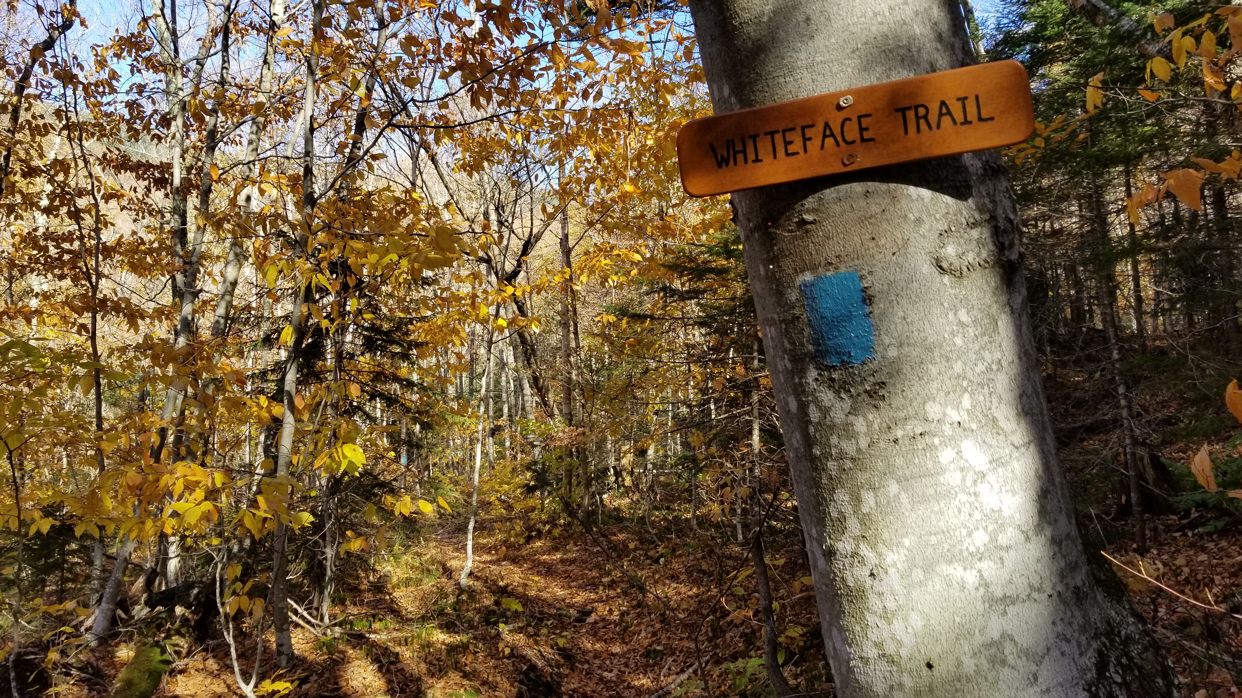 Whiteface Trail